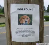 dog_found.webp