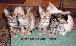 drugcats.webp