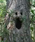 SpookyTree.webp