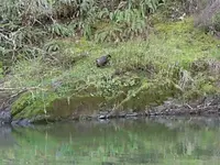 Gold Trip 016.webp Gold Trip 016.webp