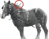 horse.webp