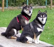 Yoshi and Suki, Dec.3,2006.webp