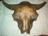 Fossils.webp