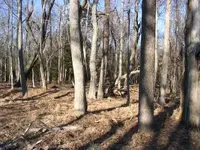 homestead.webp