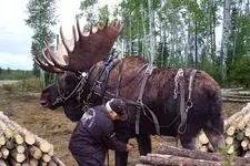 logging in Maine2.webp