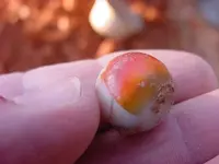 Dug marble.webp