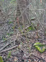 DSCN2787.webp