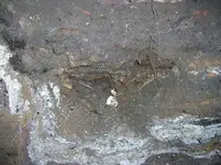 napier 5.webp