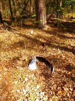 2nd deep woods bridge 3 02.webp