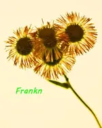 Funny face-flower.webp Funny face-flower.webp