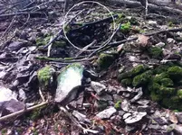 dowse1dowsed.webp