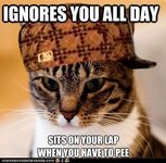 advice-animals-memes-animal-memes-scumbag-cat-destroy-the-hoomins-bladder.jpg