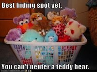 funny-pictures-best-hiding-spot-yet-you-cant-neuter-a-teddy-bear.jpg
