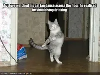 funny-pictures-your-cat-is-tapdancing-and-you-are-drunk.webp