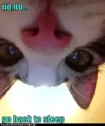 funny-pictures-lolcats-ill-just-stay-here-watching2.webp