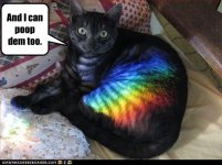 funny-pictures-cat-can-poop-rainbows.jpg