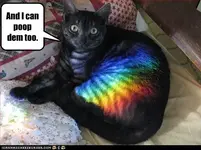 funny-pictures-cat-can-poop-rainbows.webp