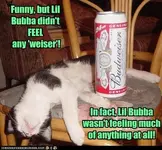 funny-pictures-cat-is-drunk.webp