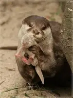 image014.webp