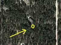 bforest2012.webp