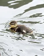 20120505_47.webp