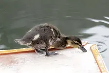 20120505_60.webp