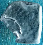 washington_medallion invert.webp