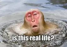437120-20japanese_macaque20lolwut20macaque20monkey20reaction_image.webp