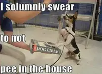 image013.jpg dog swearing.webp