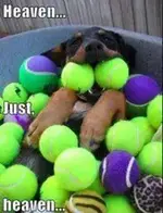 image012.jpg brutus.webp