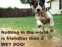 image005.jpg happy dog.webp