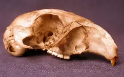 skull1.webp