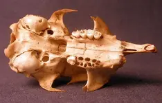 skull2.webp