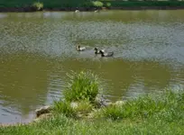 Waterfowl 4-11-12.webp