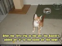 funny-cat-pictures-after-the-first-trip-to-the-vet-the-baxters-added-an-e-to-the-name-on-the-...webp