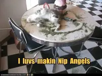 funny-cat-pictures-i-luvs-makin-nip-angels.webp