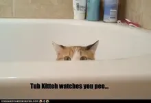 funny-cat-pictures-tub-kitteh1.webp