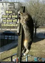 funny-cat-pictures-y-quedese-alli-arriba-usted-asquerosamente-gato.webp