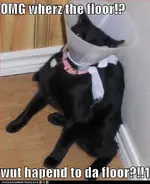 funny-cat-pictures-classic-lolcat7.webp