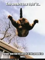 funny-cat-pictures-teh-seekrit-tew-flyin-iz.webp