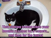 funny-cat-pictures-that-sinking-feeling-when-your-hoomin-reaches-for-a-camera-and-then-for-th...webp