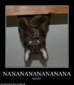 funny-cat-pictures-nananananananana.webp