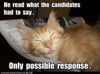 funny-cat-pictures-he-read-what-the-candidates-had-to-say.webp