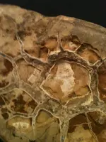 image-1575830607.webp