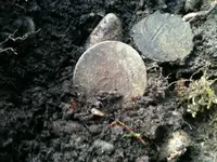 photo (2).webp