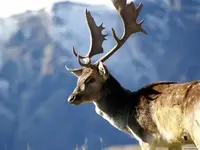 fallow-deer-1.webp