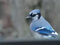 Bjay.webp