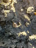 3rd ring 2.26.webp