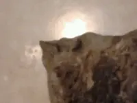 1334050403672.webp