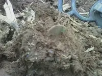 1797 Cartwheel, Rose.NY 3.25.12.webp